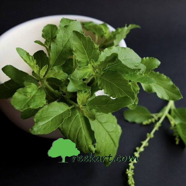 Basil plant online plants online Basil plants online in